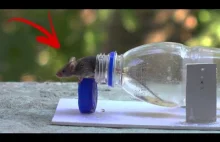 Pułapka na myszy - jak złapać taką bez brutalnych metod