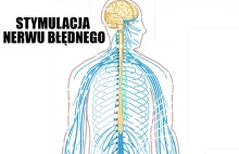 Nerw błędny wpływa na zdrowie całego organizmu | Ziołolecznictwo i zdrowie