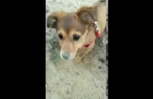 Sweet puppy is digging in the ground *cute*