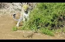 Lampart i mangusta bawią się w kotka i myszkę