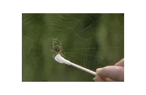 Wpływ narkotyków i alkoholu na sieć pająka.