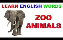 zoo videos for kids