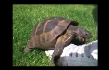 Turtle Remix