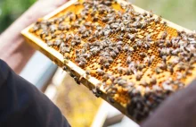 Na dachu Ministerstwa Środowiska zamieszkały pszczoły