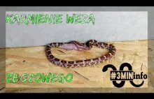 WĄŻ ZBOŻOWY KARMIENIE - Pantherophis guttatus...