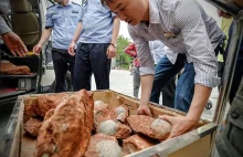 Nienaruszone jaja dinozaurów odnalezione w Chinach