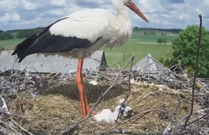 Bociany z Polski nie dolatują do Afryki. Wiele pada zanim opuści Europę.