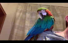 Papuga ara Lucy czyści piórka.