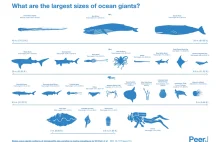 Największe morskie organizmy.