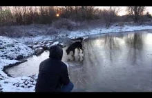 Rottweiler hopkający na lodzie