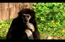 Gibbony i ich harce