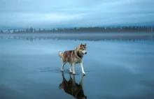 Husky na zamarzniętym jeziorze. Magiczne zdjęcia