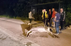 Skandal! Zwierzę konało ponad 1,5 godziny ponieważ nikt nie chciał...