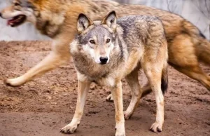 Myśliwy z Holandii odstrzelił pod Opolem wilka. Grozi mu do 2 lat więzienia