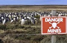 Jak wyspa pełna min ocaliła populacje pingwinów