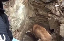Pies drapie się przez gruz i kamień, by uratować swoje szczenięta