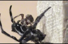 Seks oralny u pająków Darwina