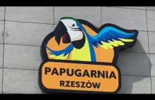 Papugarnia w Rzeszowie.