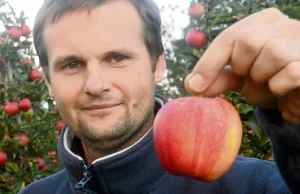 Polskie jabłka podbijają świat. Wszystko dzięki... Putinowi