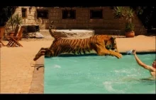 Pływanie z tygrysem