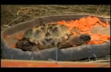 Żółw z dwiema głowami i sześcioma nogami