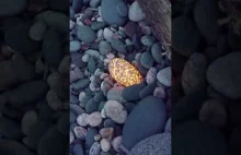 Znalazła wielki "yooperlite" - świecący kamień
