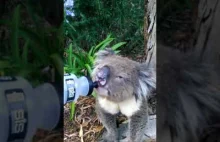 Jeżeli koala pije już wodę to naprawdę musi być źle z pogodą...
