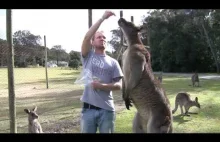 Brian karmi masywnego kangura