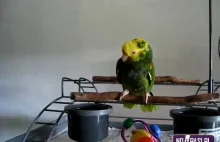 Najgorsza papuga na świecie!