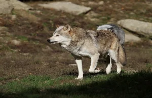 Wilki w Bieszczadach coraz agresywniejsze! Mamy drastyczne zdjęcia...