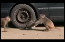 Stado małp obrabia mercedesa w 44 sekundy.