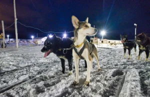 Jak wyglądają psie zaprzęgi na Spitsbergenie?