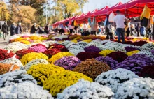 Wrocław: Złodziej na cmentarzu zatrzymany. Ukradł 40 donic z kwiatami