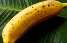 Banan za 20zł sztuka?! TAK- to banan z jadalną skórką! Już się nie poślizgniesz!