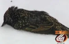 Sfora.pl - Władze USA przyznały się do zabicia ptaków - Świat