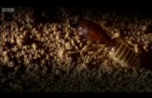 Napaść mrówek na termitierę