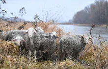Na warszawskiej wyspie zamieszkało stado owiec i kóz
