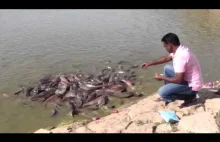 Karmienie ryb nad jeziorem Jaisalmer, Rajasthan, Indie