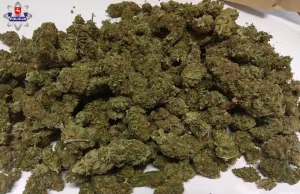 Policjanci ujawnili 2 kg marihuany [FILM