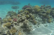 Nowa rafa koralowa - i garść informacji o rafach