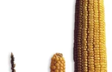 Czy wiesz, że kukurydza to też zboże?