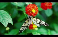 Beautiful garden for relaxation - Butterflies, Birds and Flowers in 4K...