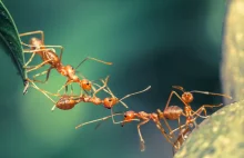 Mrówki wykorzystują toksyny do samoleczenia