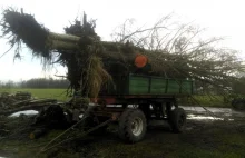 Sprawca zuchwałej kradzieży drzew w rękach Policji