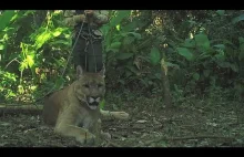 Gdy oswojona puma się zdenerwuje (od 1:50)