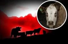 Coś je opętało? W Szwajcarii całe stado krów rzuciło się w przepaść!