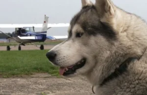 Husky, który uwielbia latać samolotami