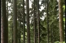 Polish State Forests