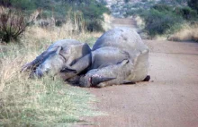 Kłusownicy zabili ciężarną samicę nosorożca i jej młode.