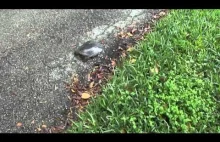 Lepiej nie filmuj żółwia!